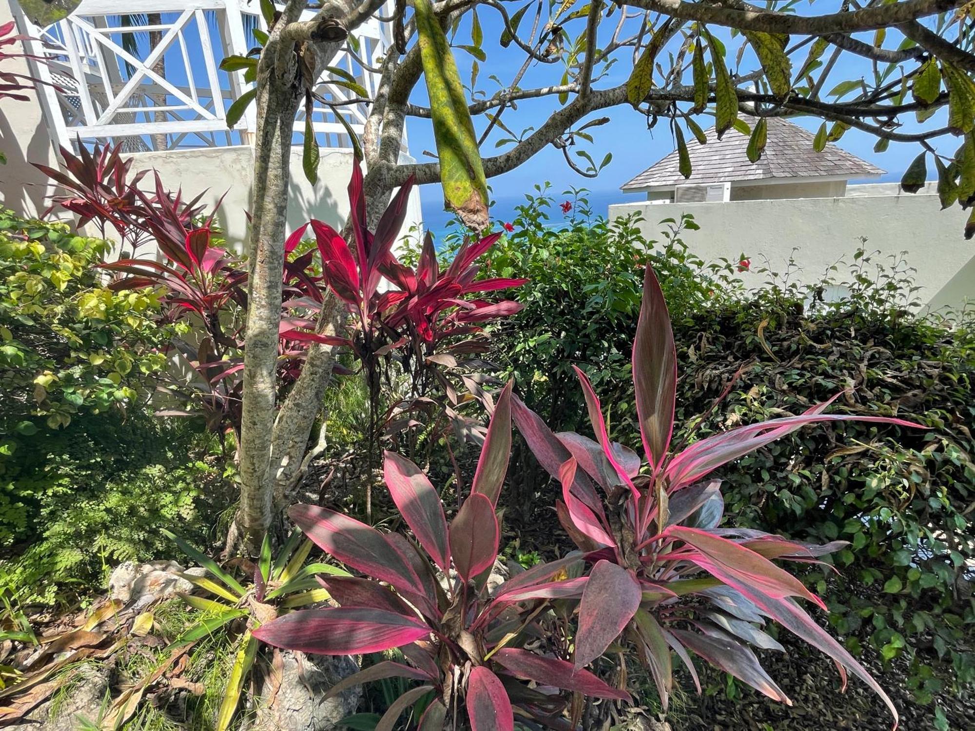 אוצ'ו ריוס Oceanbreeze Jamaica Penthouse, 7-Minute Walk To Beach מראה חיצוני תמונה